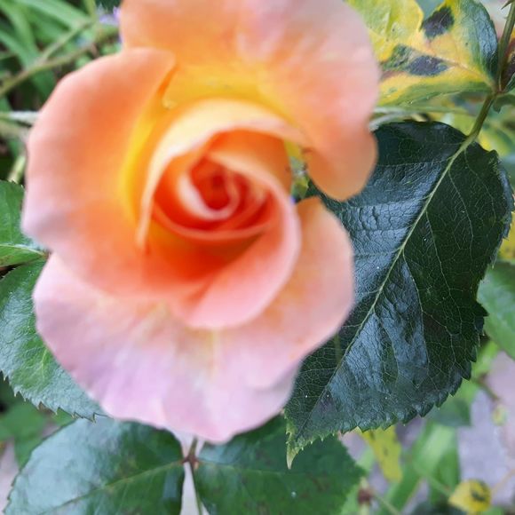 Meet your Posher, Pamela - Picture 1 of 1